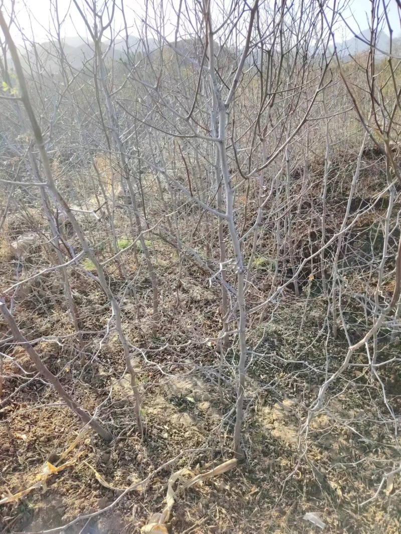 嫁接蟠枣树苗蟠枣苗规格京仓一号枣树苗蟠枣苗长势良好
