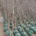 嫁接蟠枣树苗蟠枣苗规格京仓一号枣树苗蟠枣苗长势良好