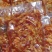 熟脱无骨鸡爪川香口味