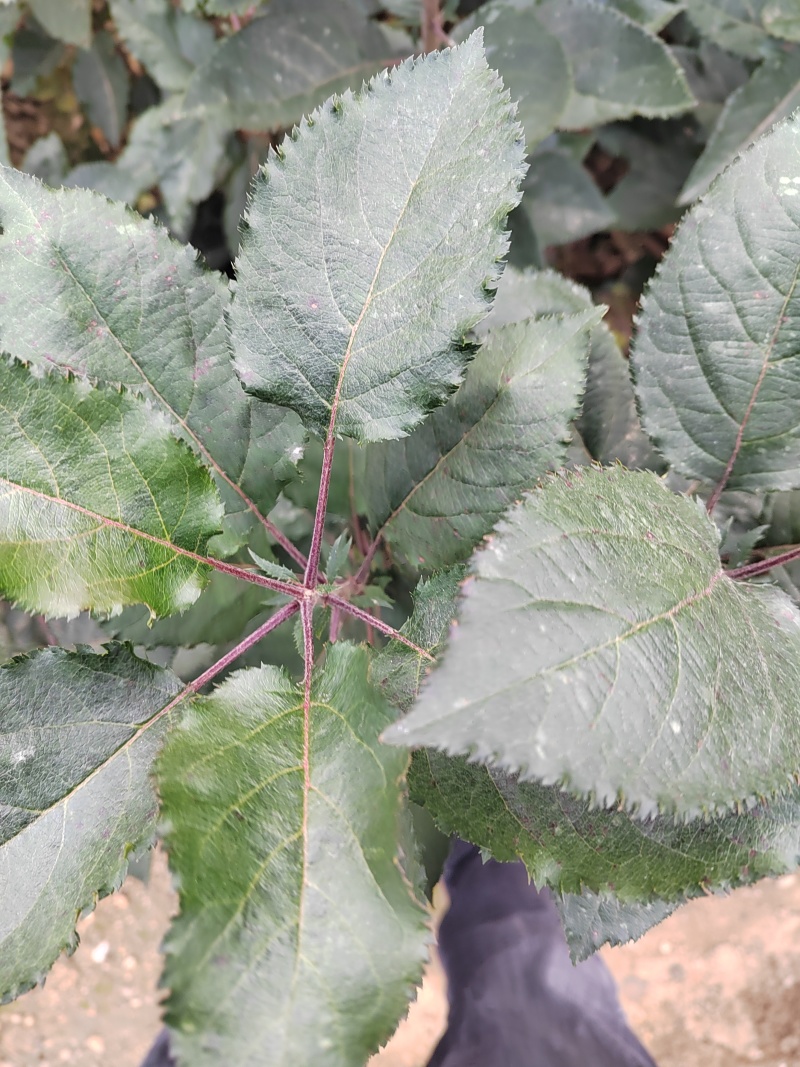 苹果自根砧木苗一号砧木苗规格50公分以上