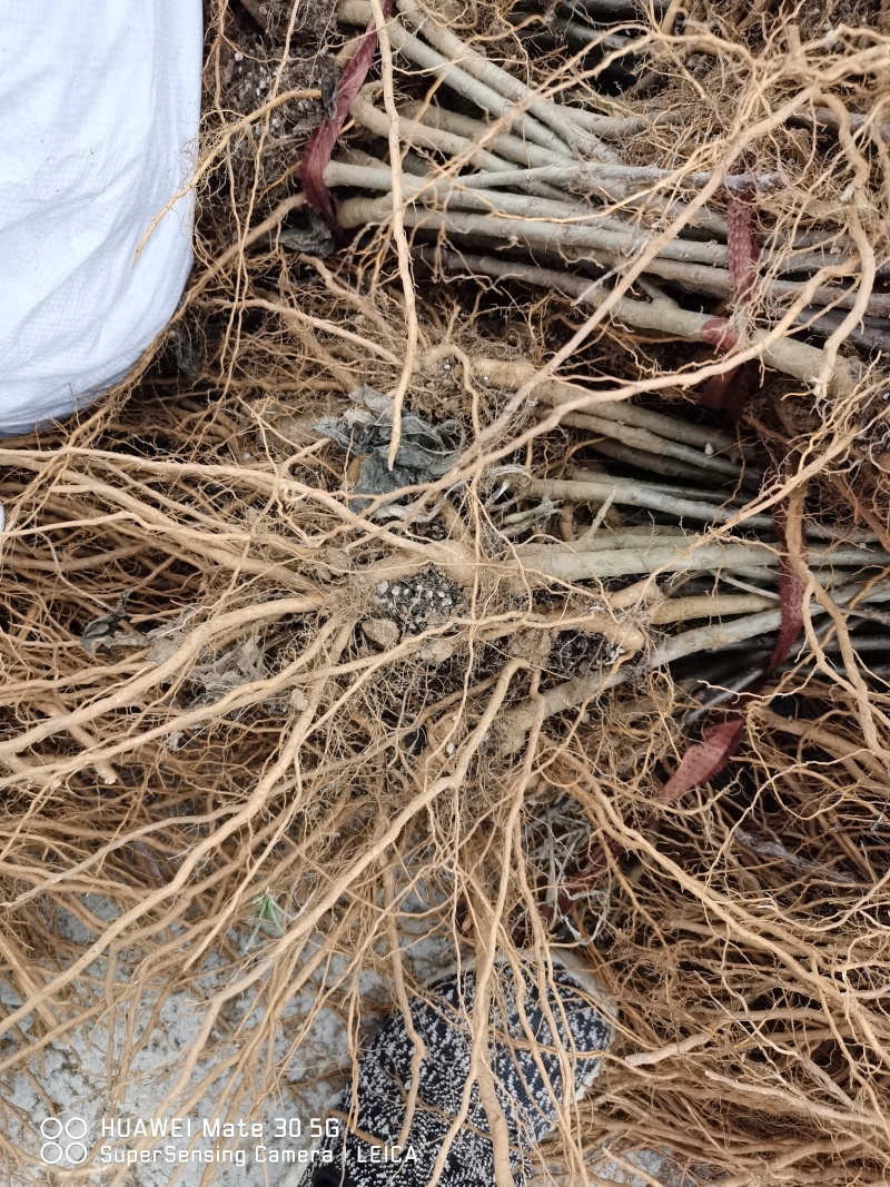 苹果自根砧木苗一号砧木苗规格50公分以上