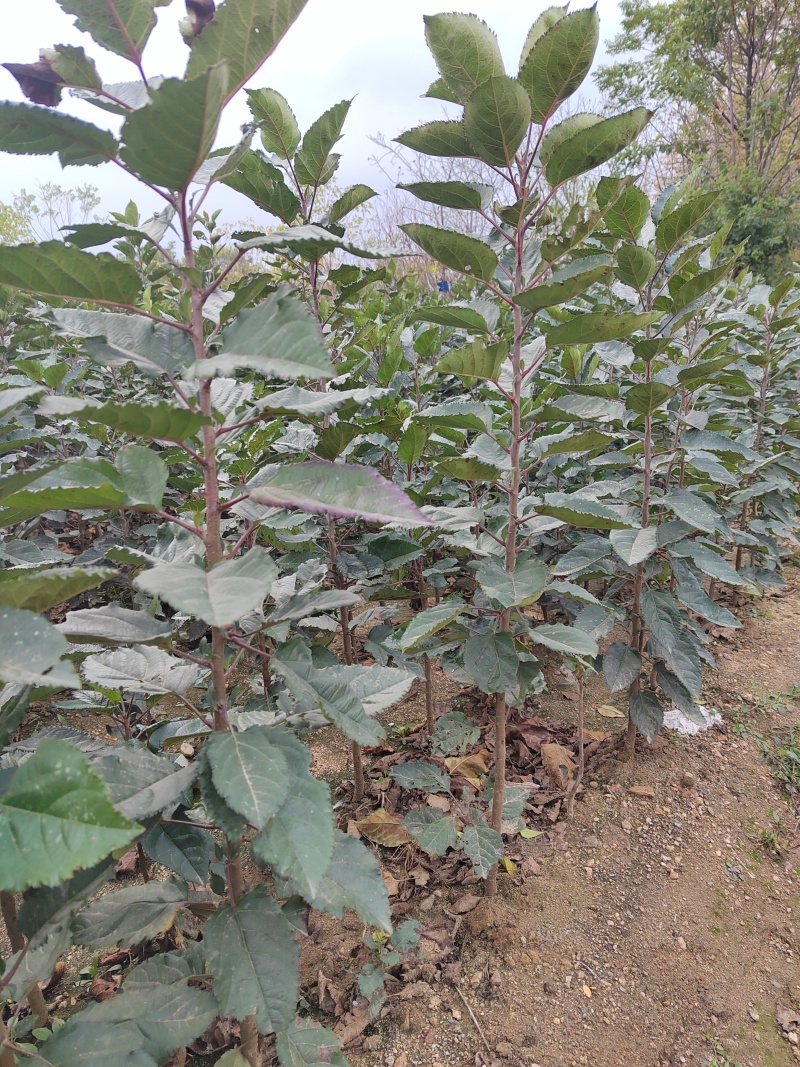 苹果自根砧木苗一号砧木苗规格50公分以上
