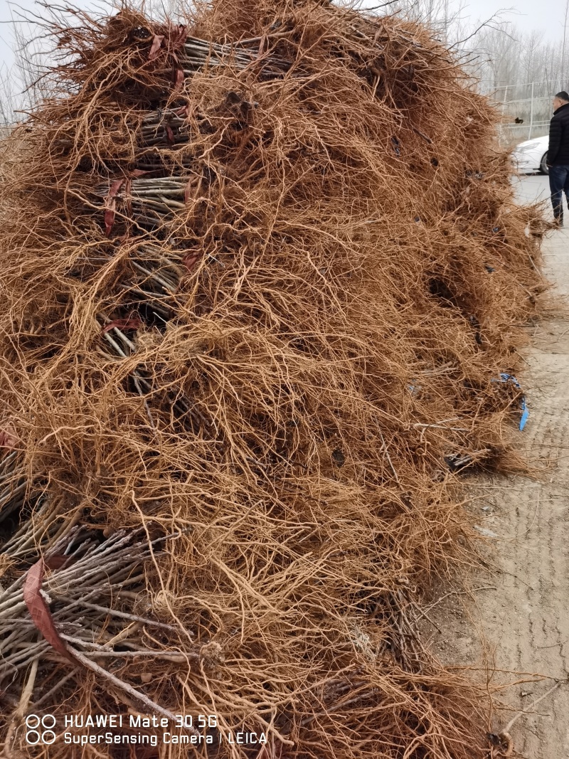 苹果自根砧木苗一号砧木苗规格50公分以上