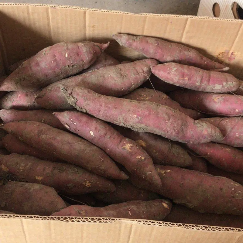 【推荐】天津红瑶蜜薯红薯产地一手货源对接烤薯店欢迎来电