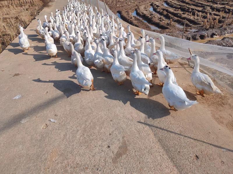 江西鹰潭散养土鸭品质保证大量供应纯粮食喂养
