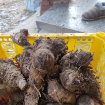 优质芋头大量供应自家种植口感香甜纯正大量供应