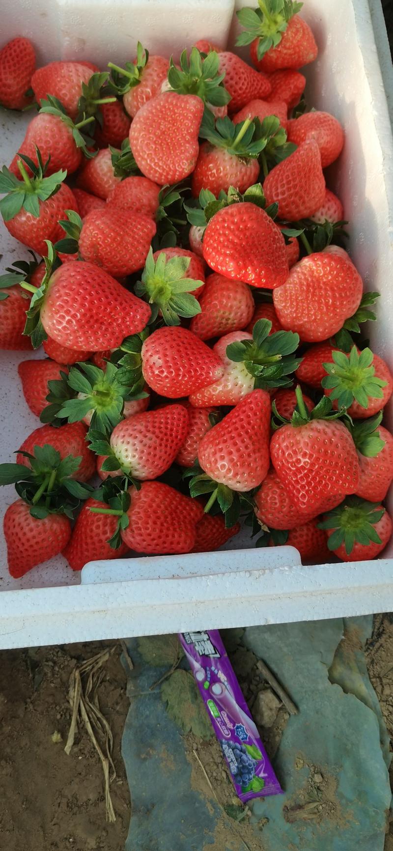 草莓代收