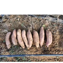 【推荐】河北安新县哈密红薯种植基地大量上市视频