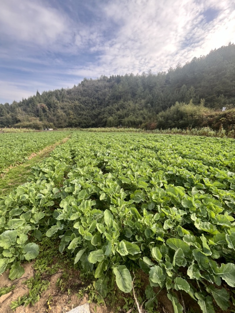 湘西狮山油菜苔