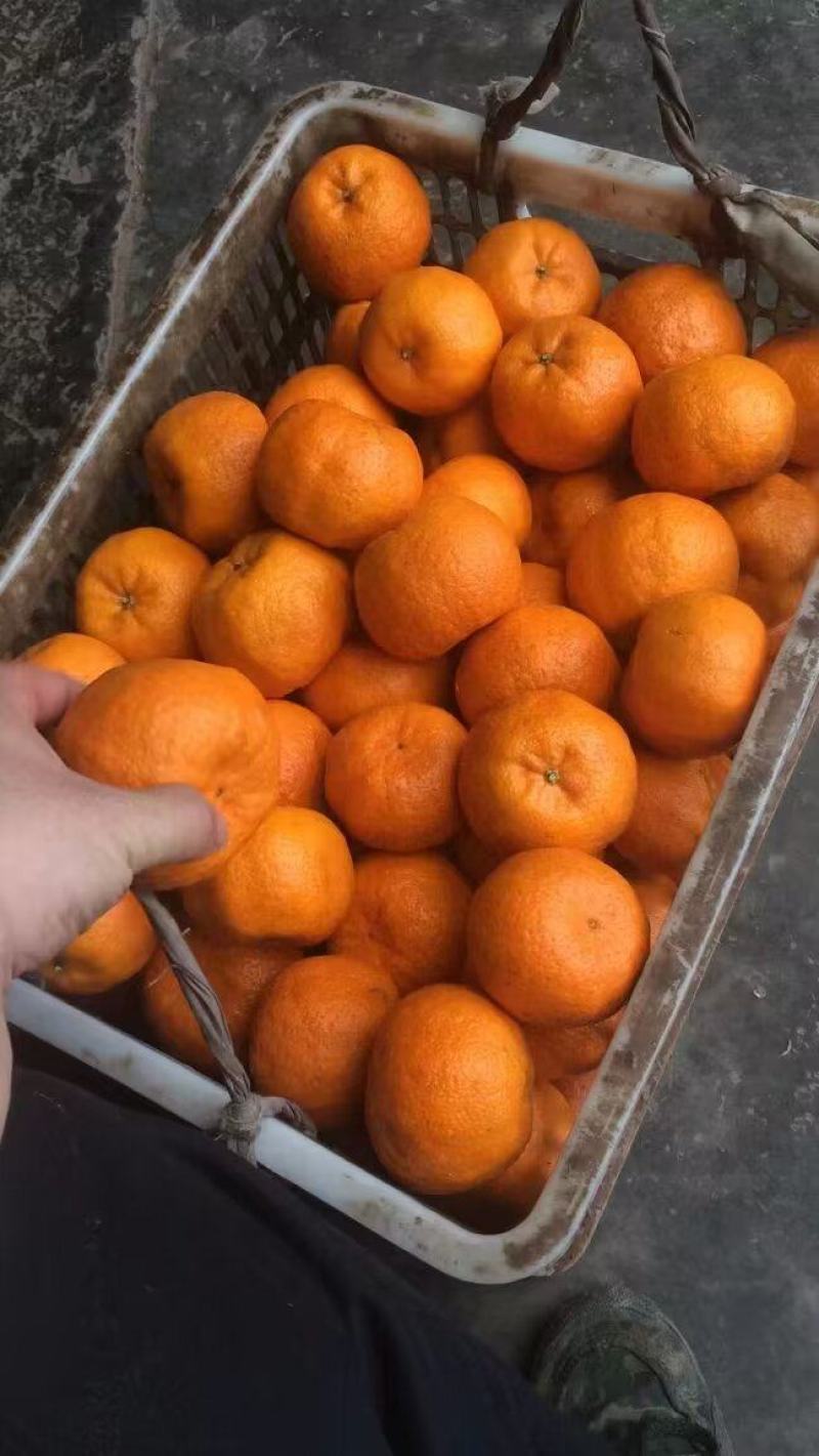 位置湖南泸溪有碰柑6万斤