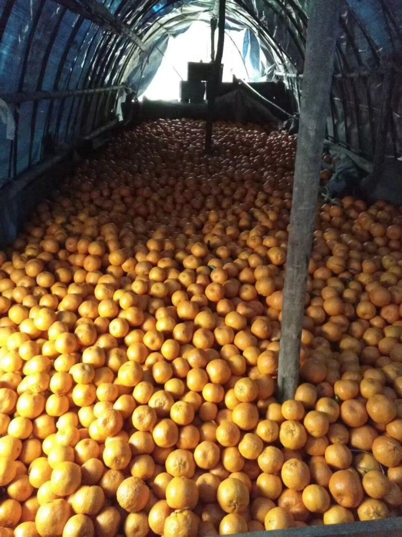 位置湖南泸溪有碰柑6万斤