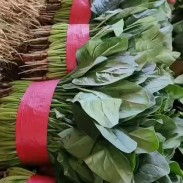 【精品】大叶菠菜河北批发现货量大价优欢迎老板来电咨询