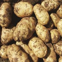 精品V7土豆大量现货供应产地一手货源直发量大价优欢迎采购
