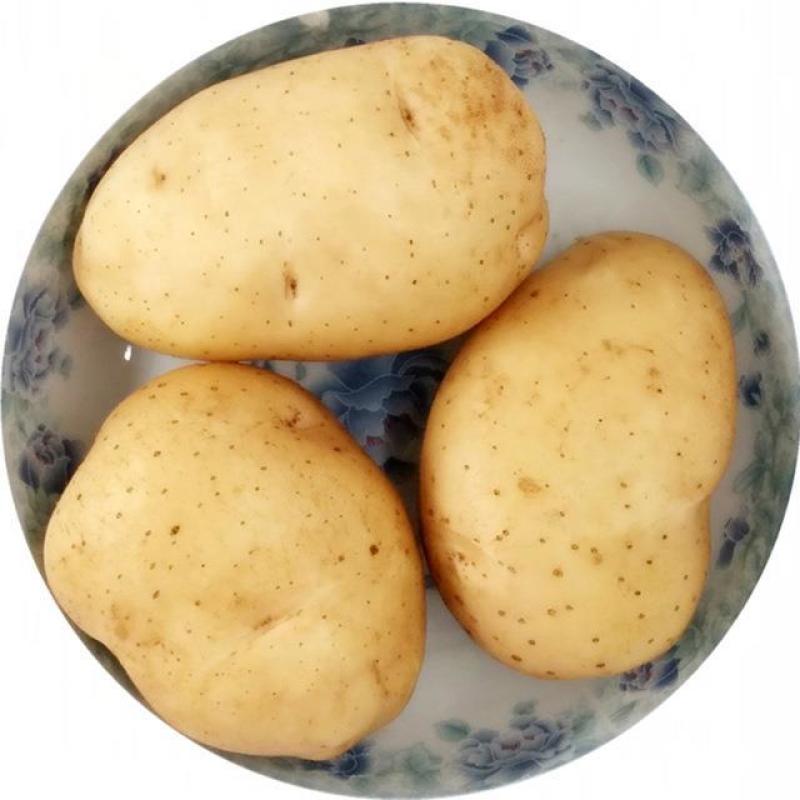 精品V7土豆大量现货供应产地一手货源直发量大价优欢迎采购
