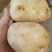 精品V7土豆大量现货供应产地一手货源直发量大价优欢迎采购