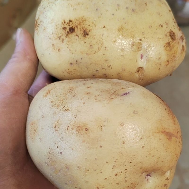 精品V7土豆大量现货供应产地一手货源直发量大价优欢迎采购