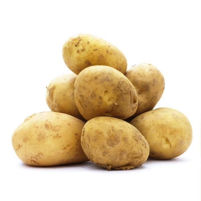 精品V7土豆大量现货供应产地一手货源直发量大价优欢迎采购
