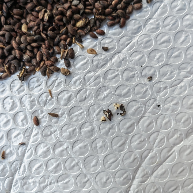 川黄柏种子，厚皮优质黄柏种苗，籽粒饱满，发芽率高，