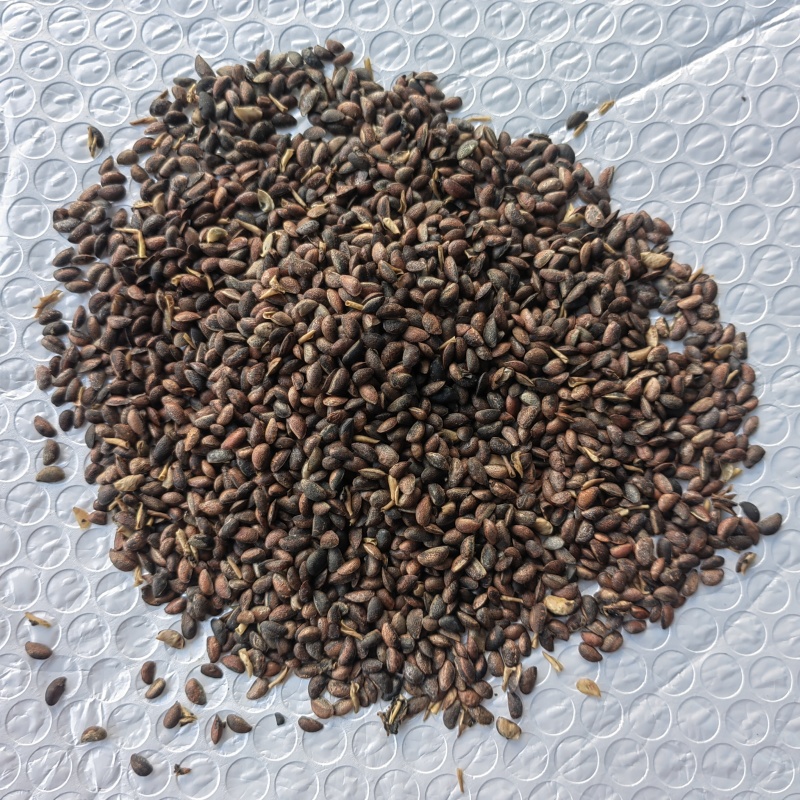 川黄柏种子，厚皮优质黄柏种苗，籽粒饱满，发芽率高，