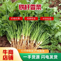 春节正常发货精品中叶铁杆青香菜大量有货价格欢迎咨询