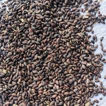 川黄柏种子，厚皮优质黄柏种苗，籽粒饱满，发芽率高，生长快