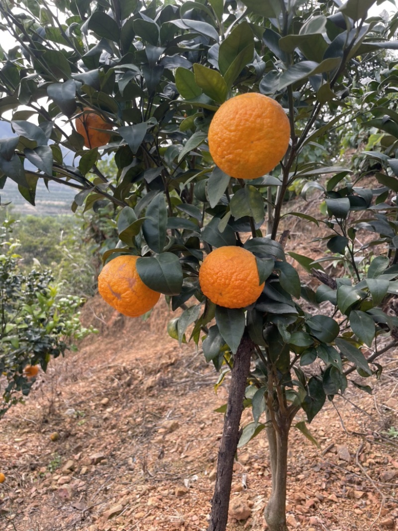 云南文山广南水果砂糖橘通货