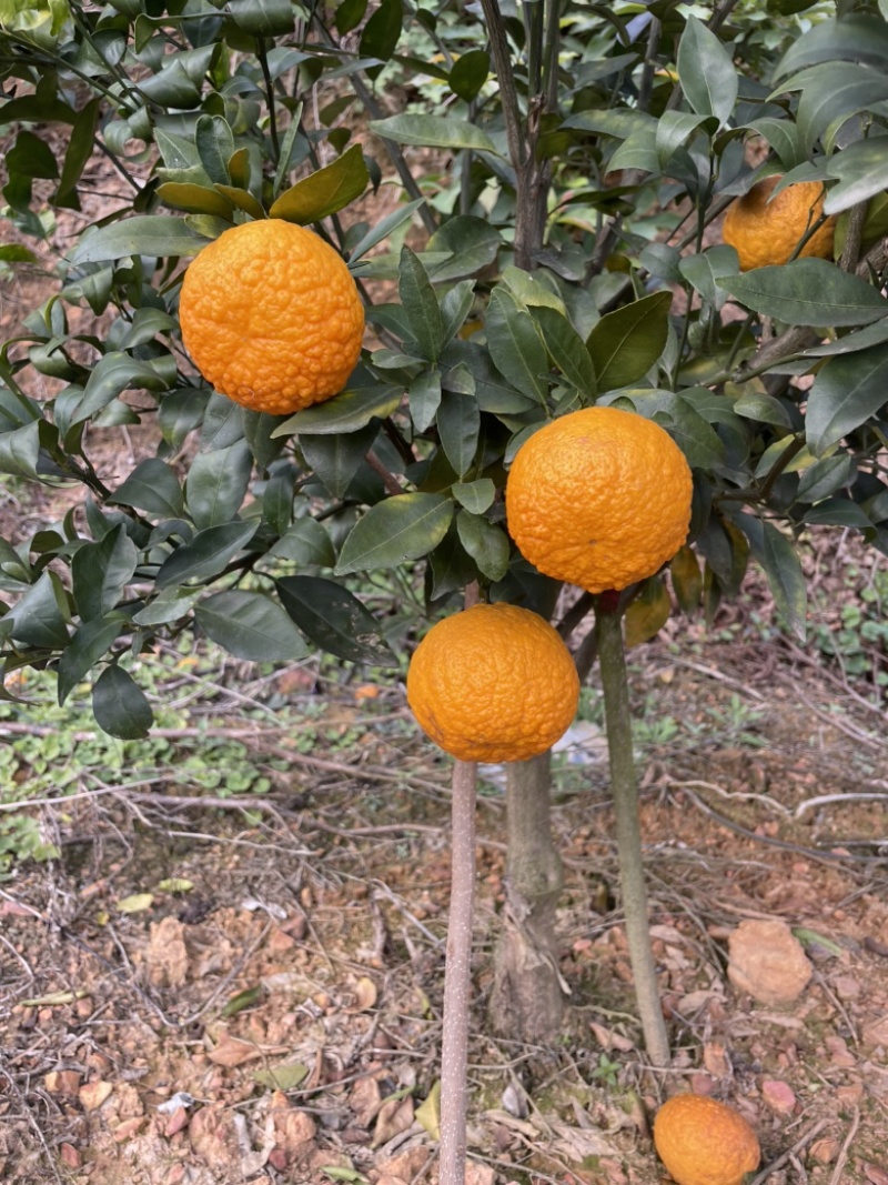 云南文山广南水果砂糖橘通货