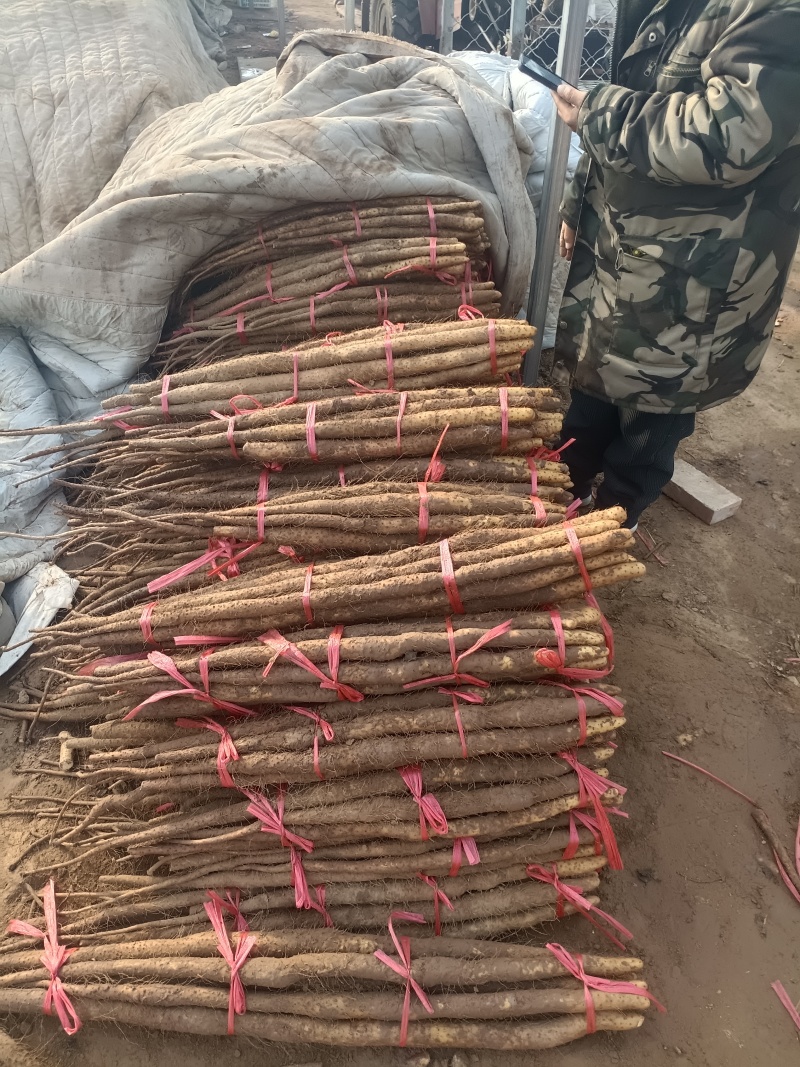 铁棍山药，大货小货都有，现货多多，产地直发