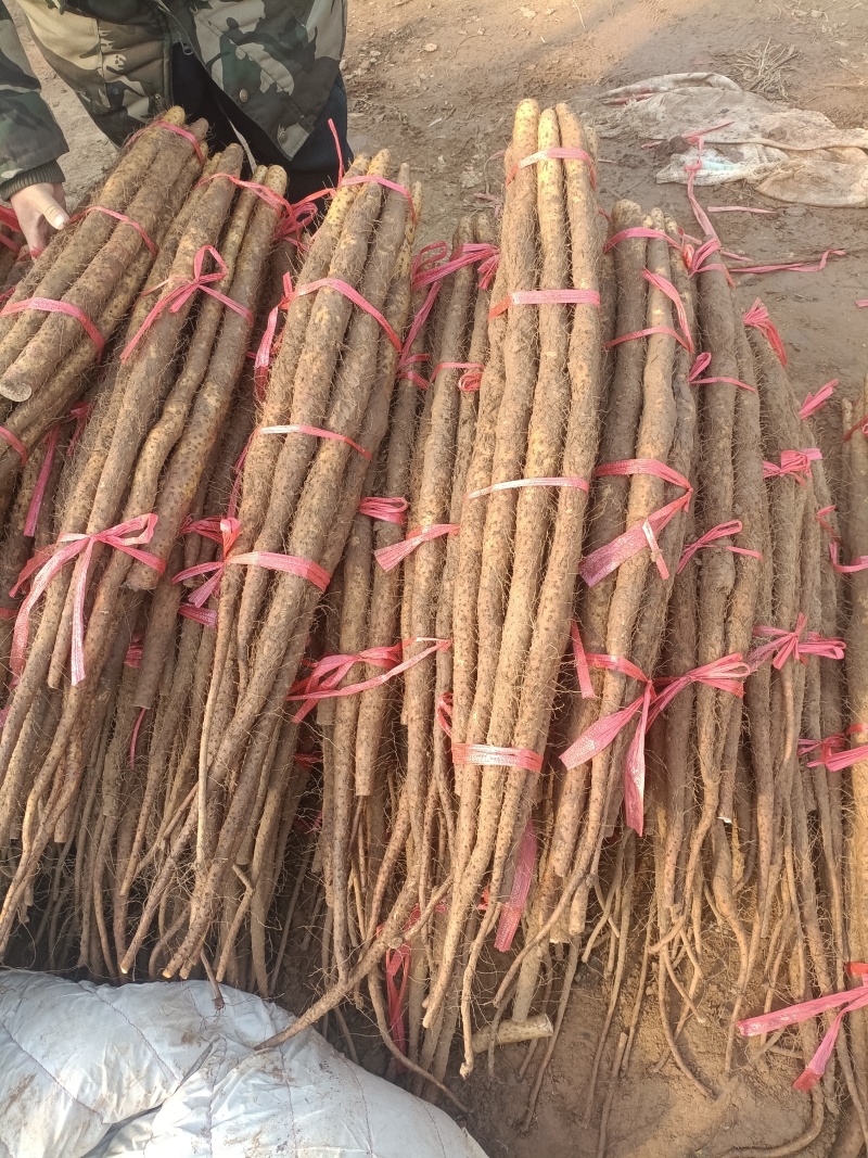 铁棍山药，大货小货都有，现货多多，产地直发