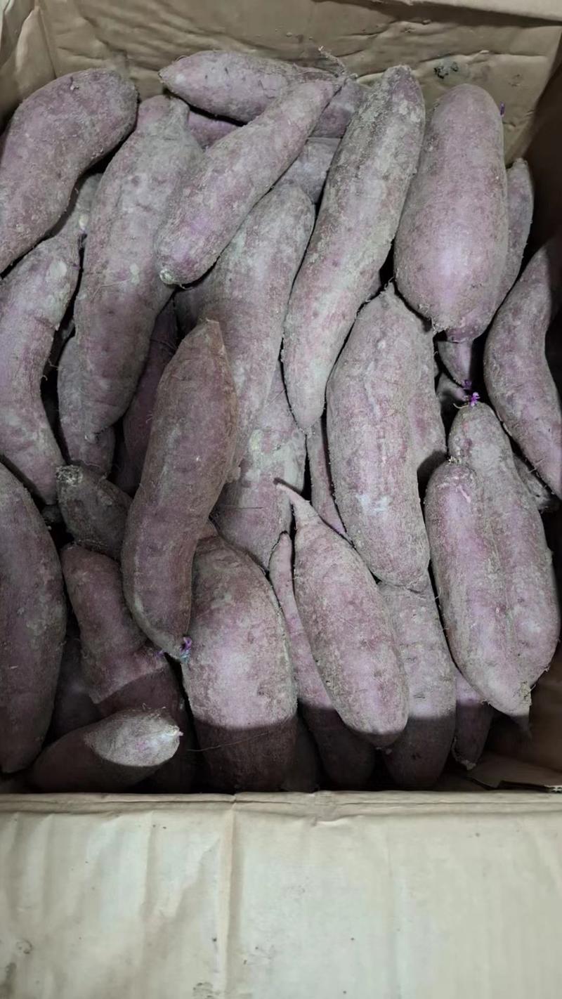 【推荐】天津红瑶蜜薯红薯产地一手货源对接烤薯店欢迎来电