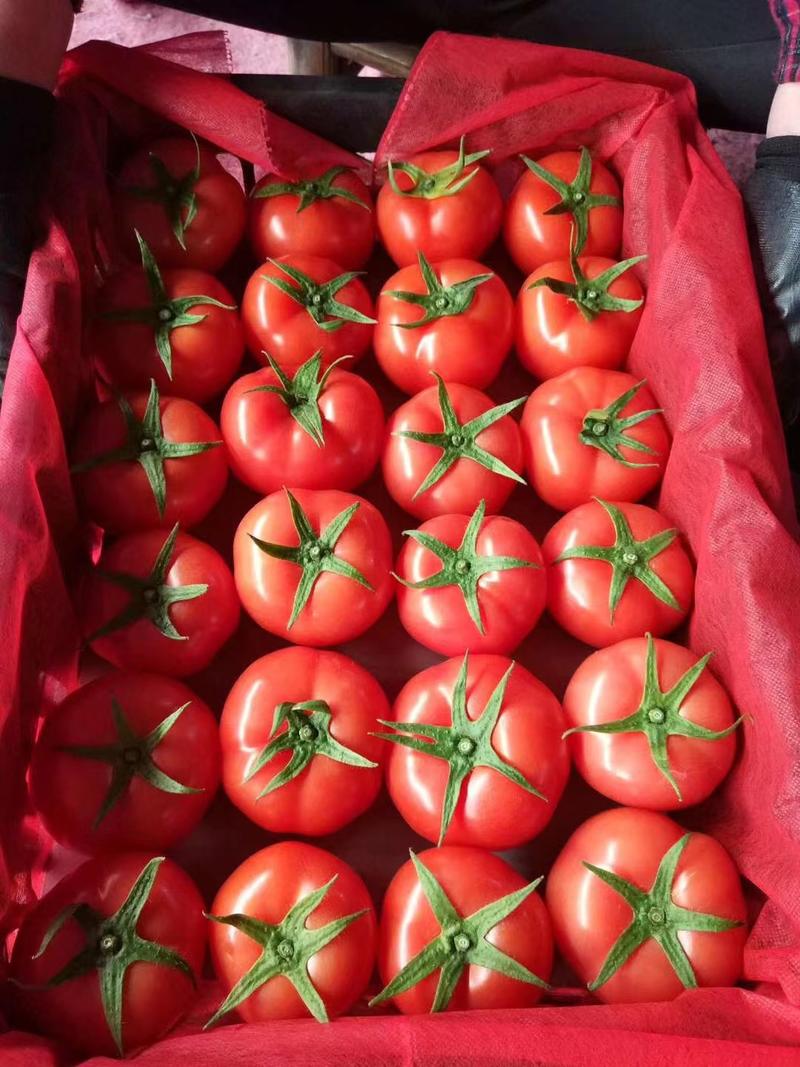 西红柿大红西红柿基地直发货源充足品质保证