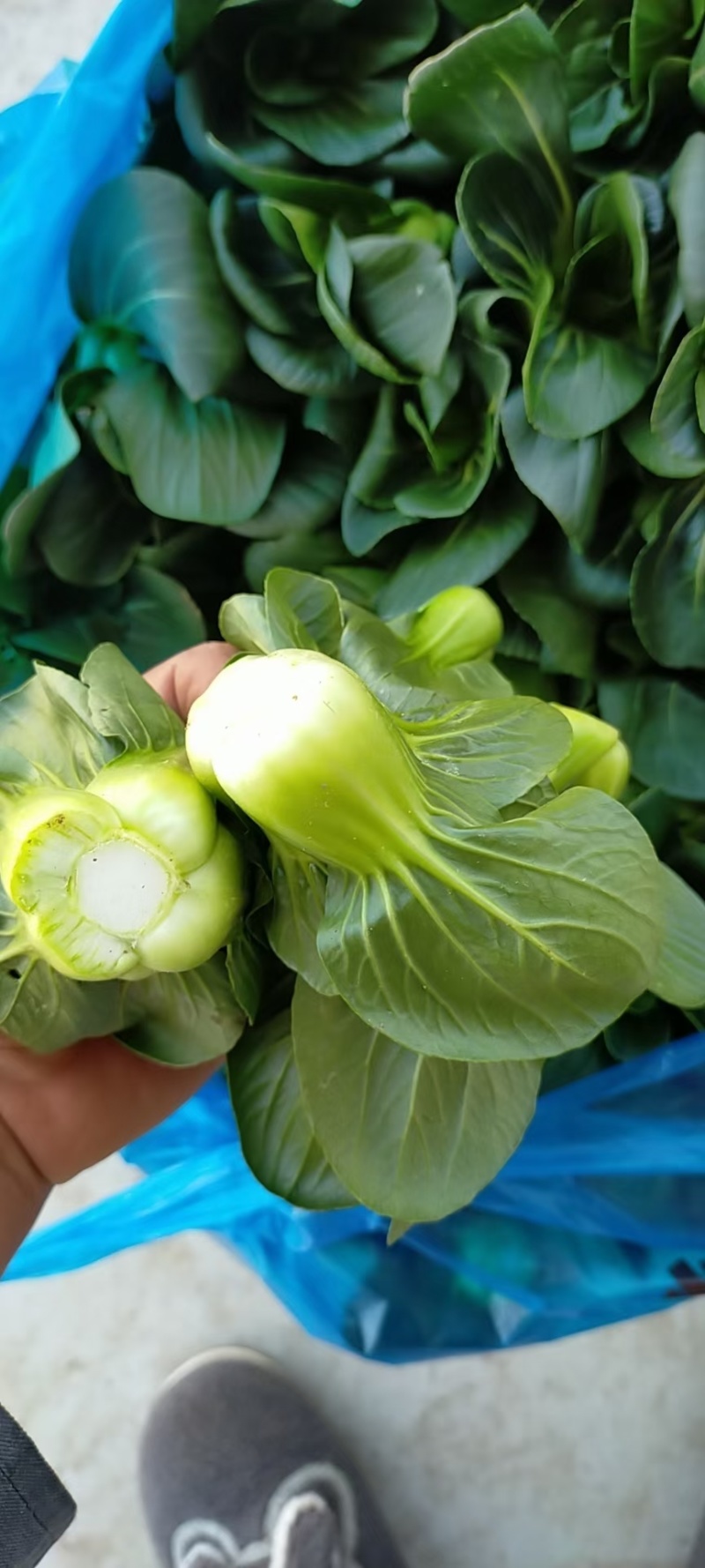上海青，七宝青，矮脚青，小黑菜，精黑矮脚青，青菜