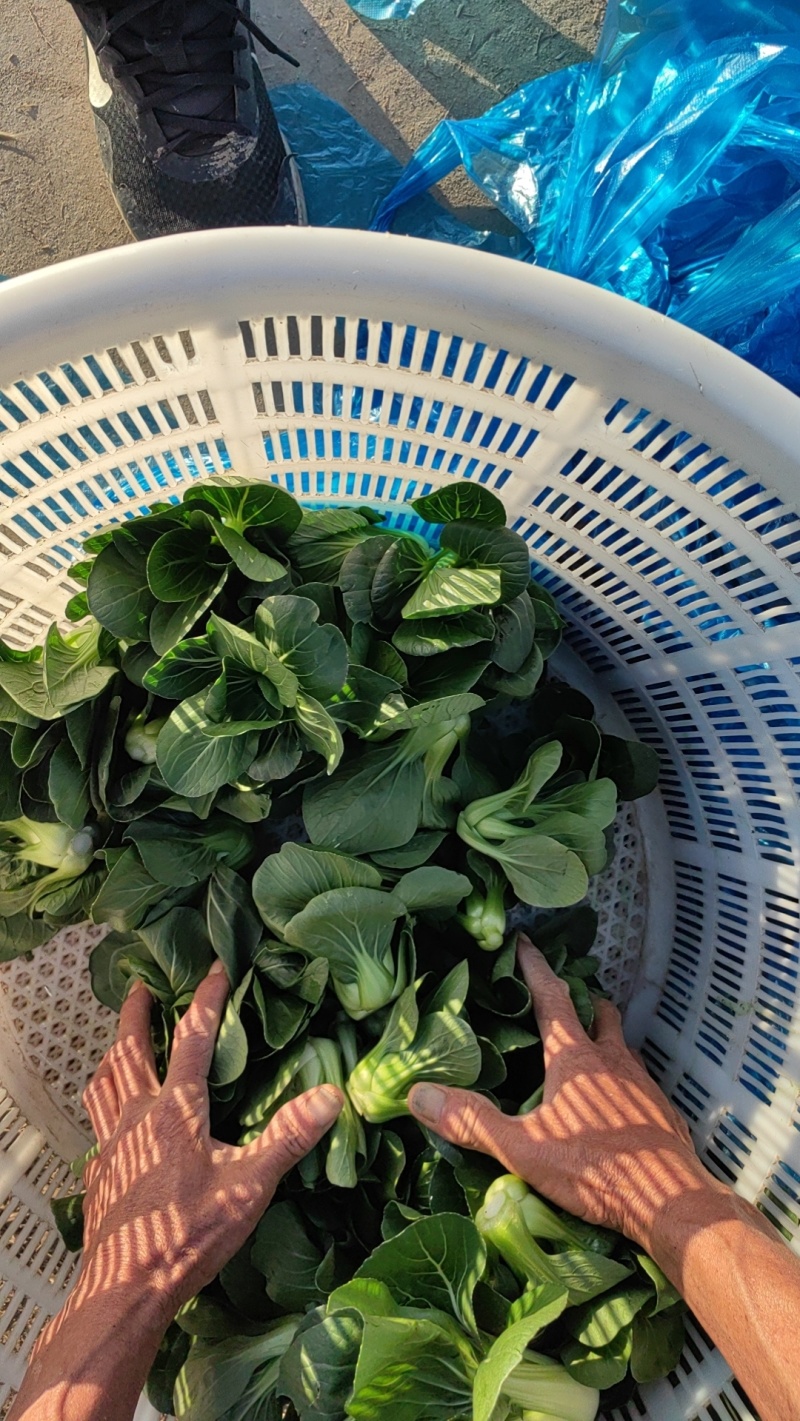 上海青，七宝青，矮脚青，小黑菜，精黑矮脚青，青菜