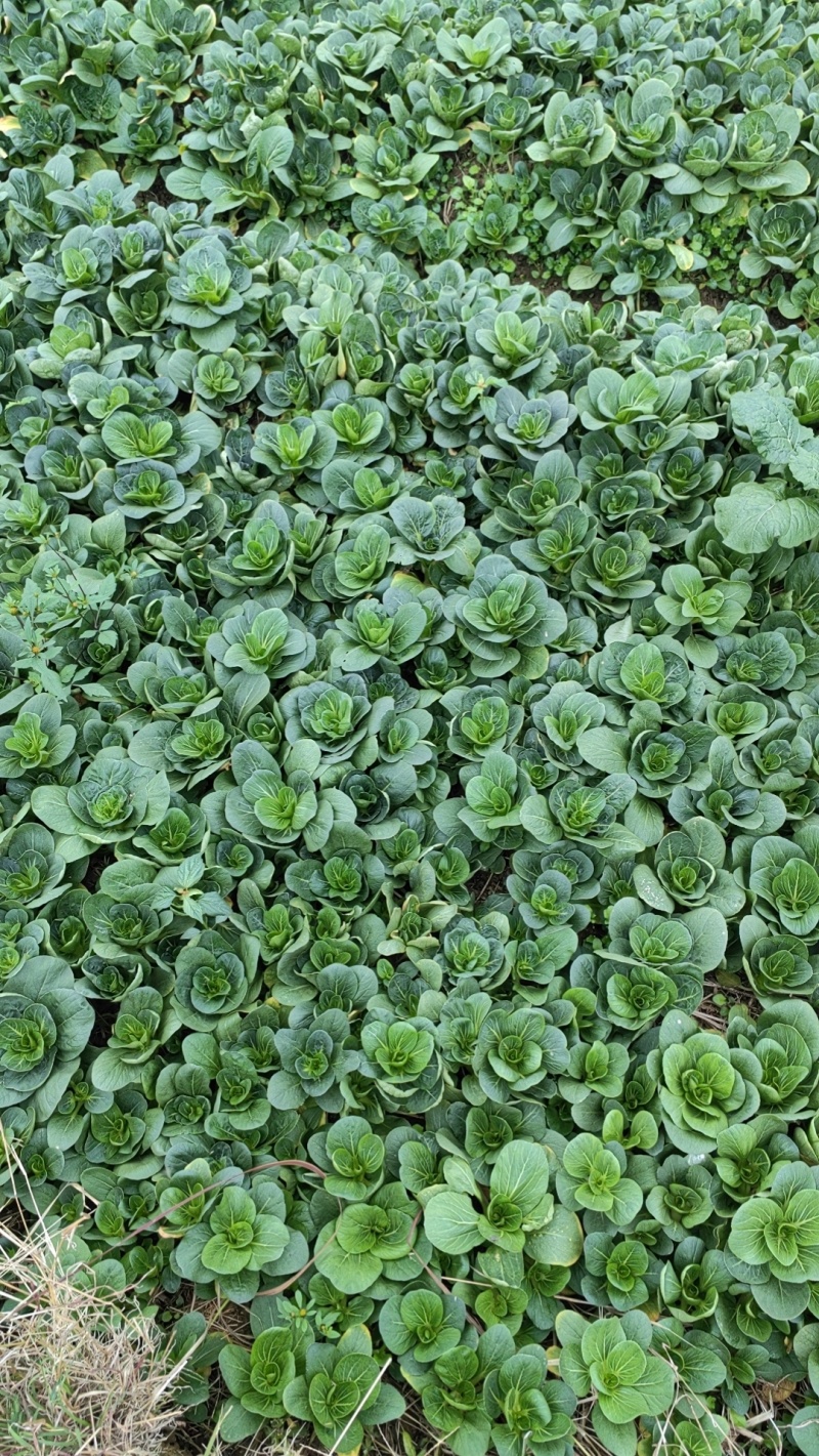 上海青，七宝青，矮脚青，小黑菜，精黑矮脚青，青菜