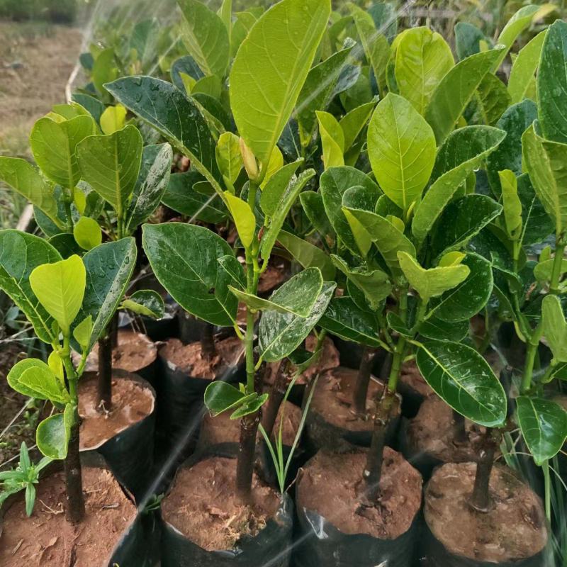 新品种印尼红菠萝蜜营养杯苗量大从优