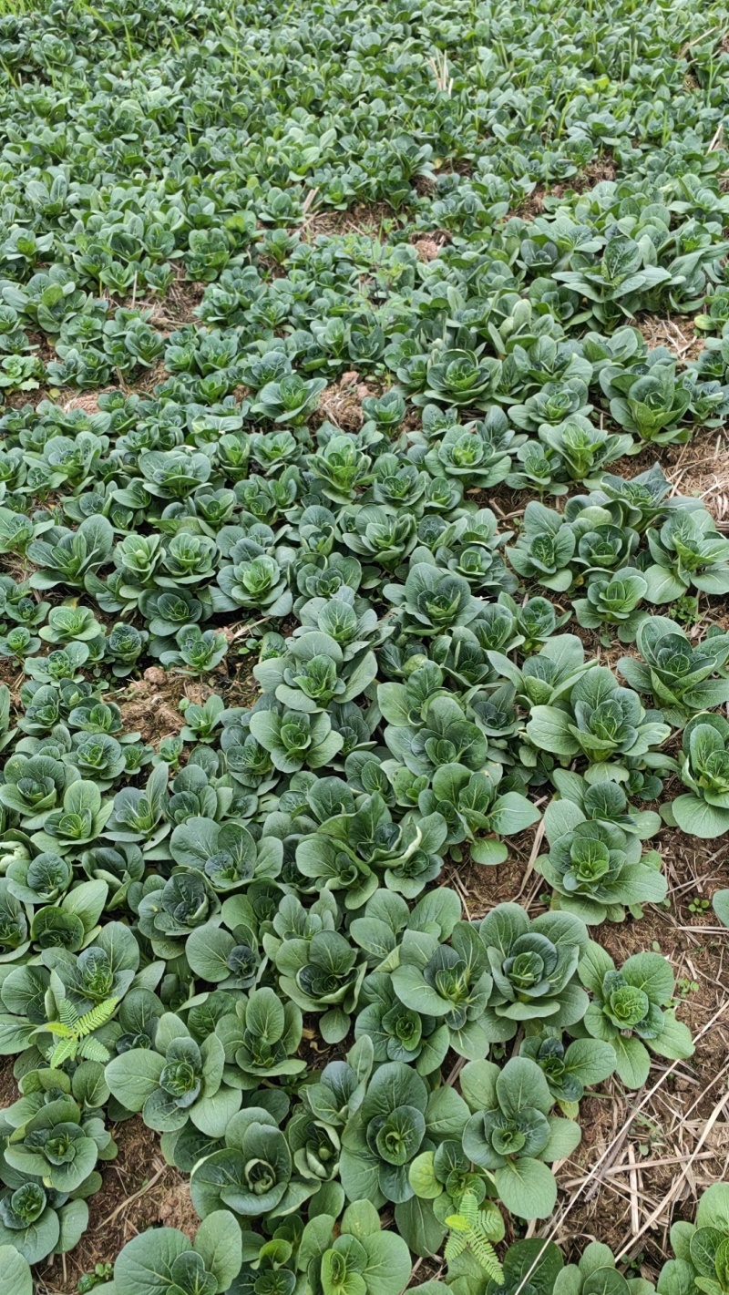 上海青，七宝青，矮脚青，小黑菜，精黑矮脚青，青菜