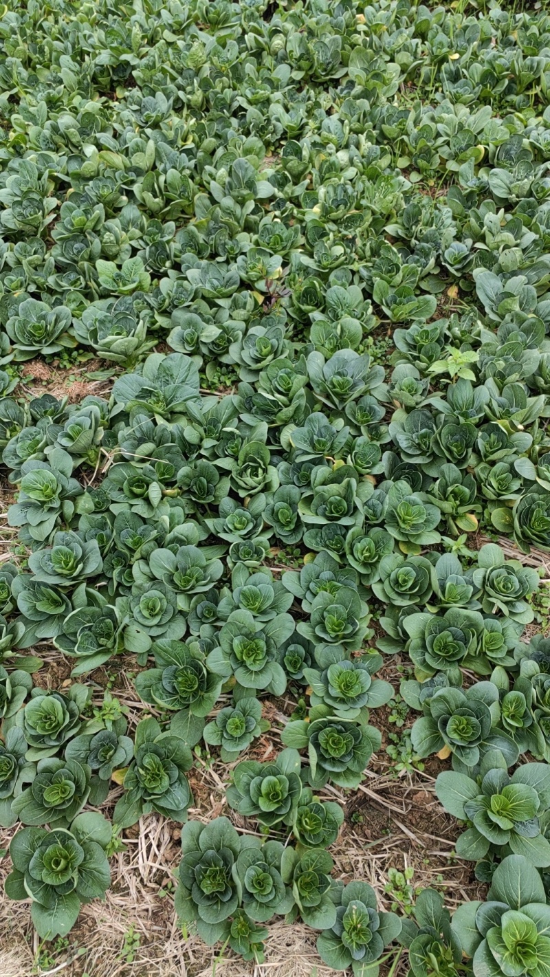 上海青，七宝青，矮脚青，小黑菜，精黑矮脚青，青菜
