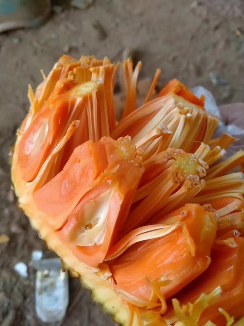 新品种印尼红菠萝蜜营养杯苗量大从优