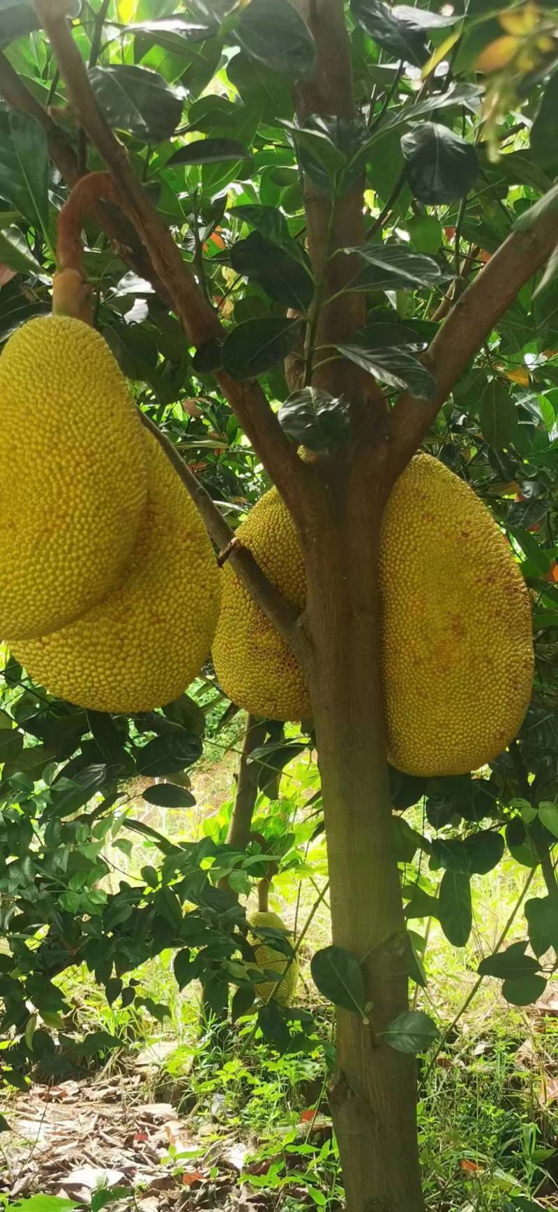 新品种印尼红菠萝蜜营养杯苗量大从优