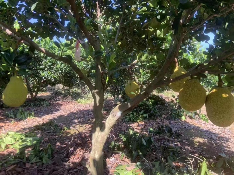 新品种印尼红菠萝蜜营养杯苗量大从优