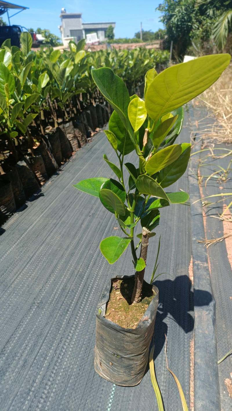 新品种印尼红菠萝蜜营养杯苗量大从优