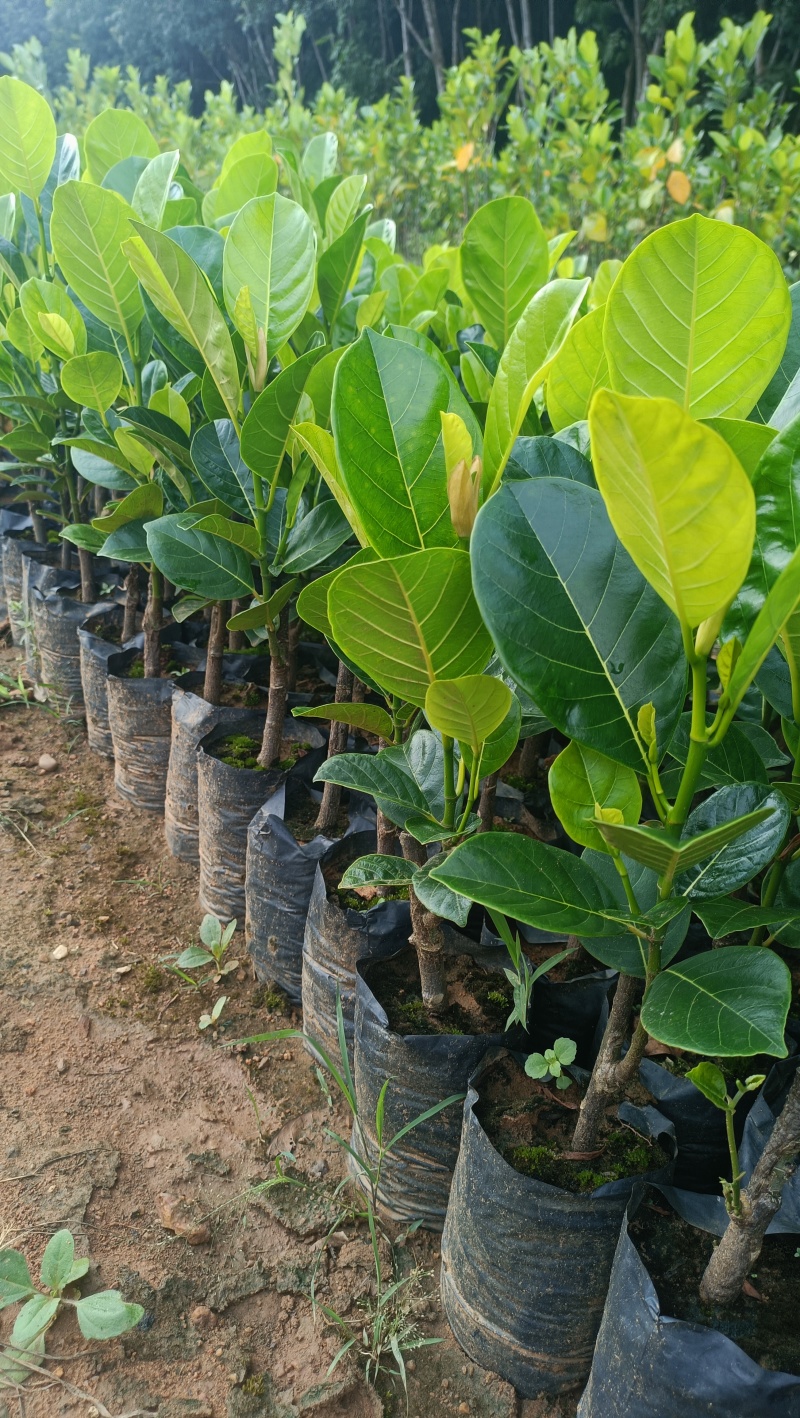 新品种印尼红菠萝蜜营养杯苗量大从优