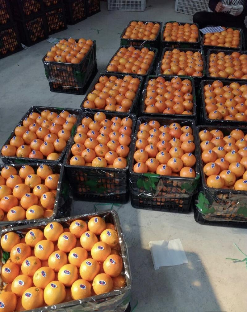 脐橙纽荷尔脐橙产地一手货源量大从优实力代发全国商