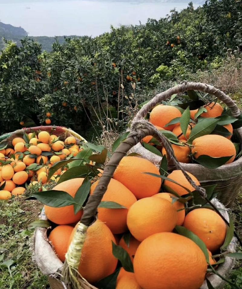 脐橙纽荷尔脐橙产地一手货源量大从优实力代发全国商