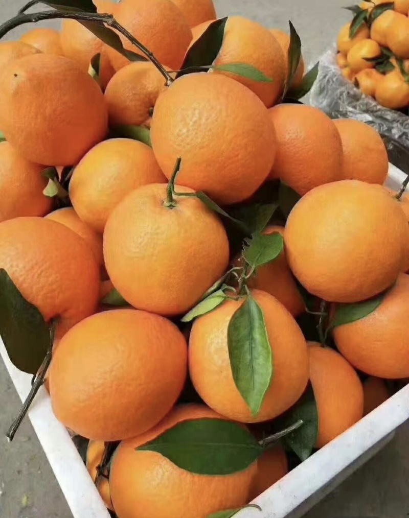湖北三峡秭归纽荷尔脐橙量大质优，产地直供供电商超市