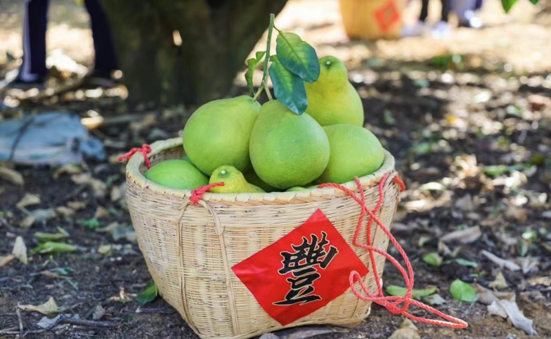 梅州沙田柚高山老树大量现货