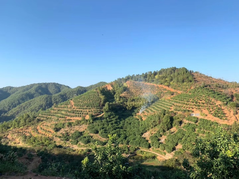 梅州沙田柚高山老树大量现货