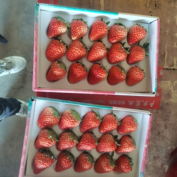 红颜草莓