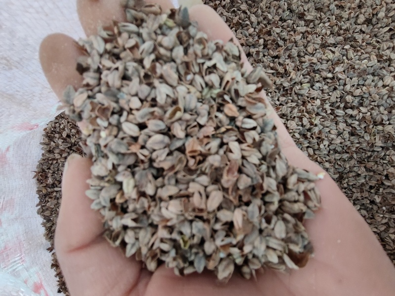 苦荞麦壳可做枕头汽车坐垫，货源充足，可以视频看货