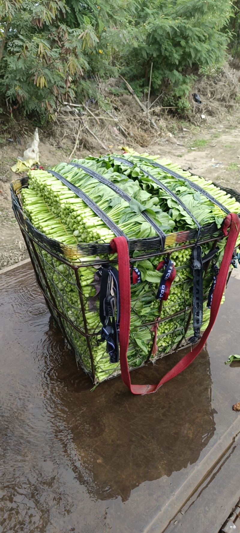 各种叶菜类蔬菜都是精品